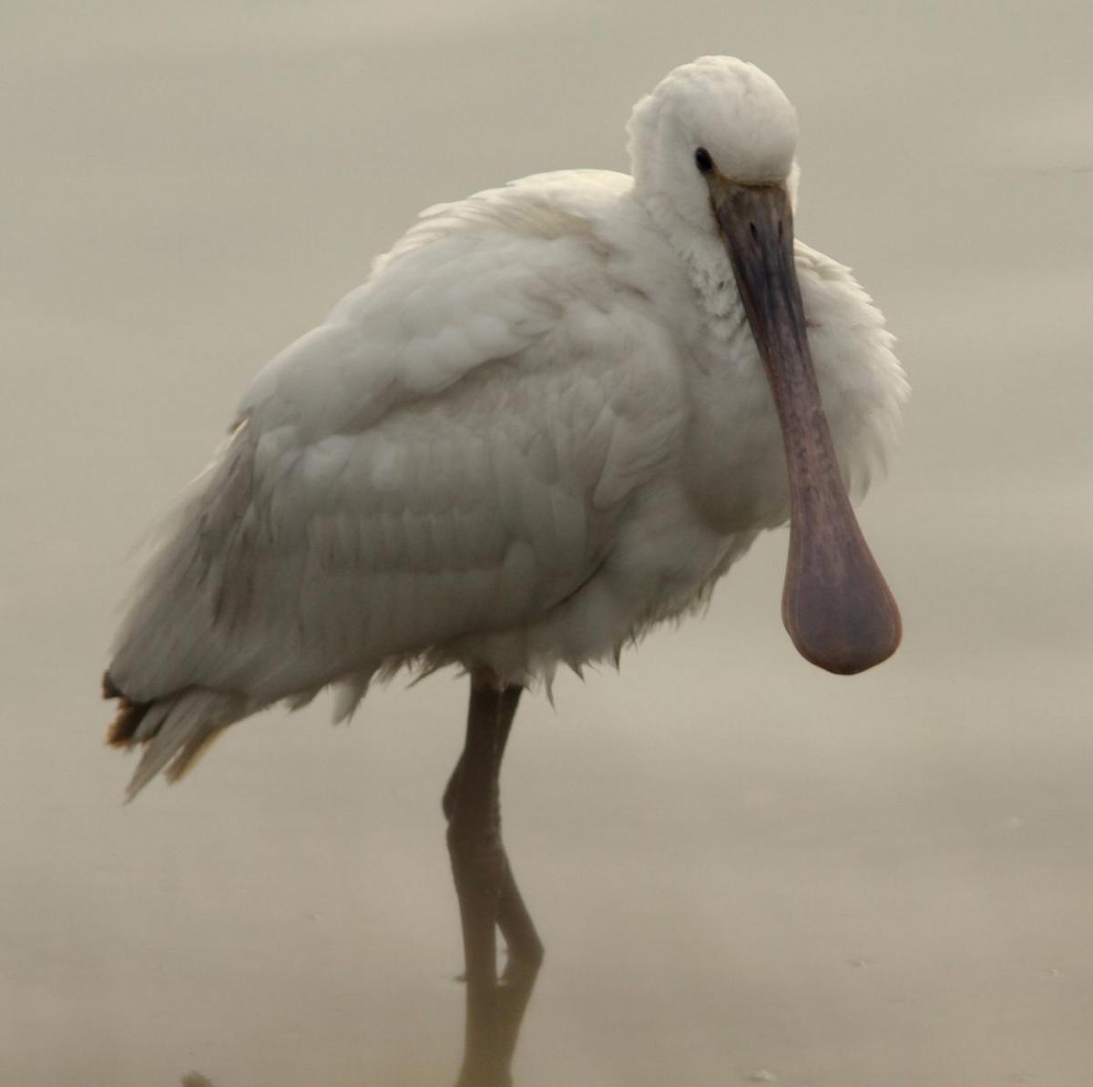 Nick Mudge took this image of a Spoonbill at Poole Harbour
