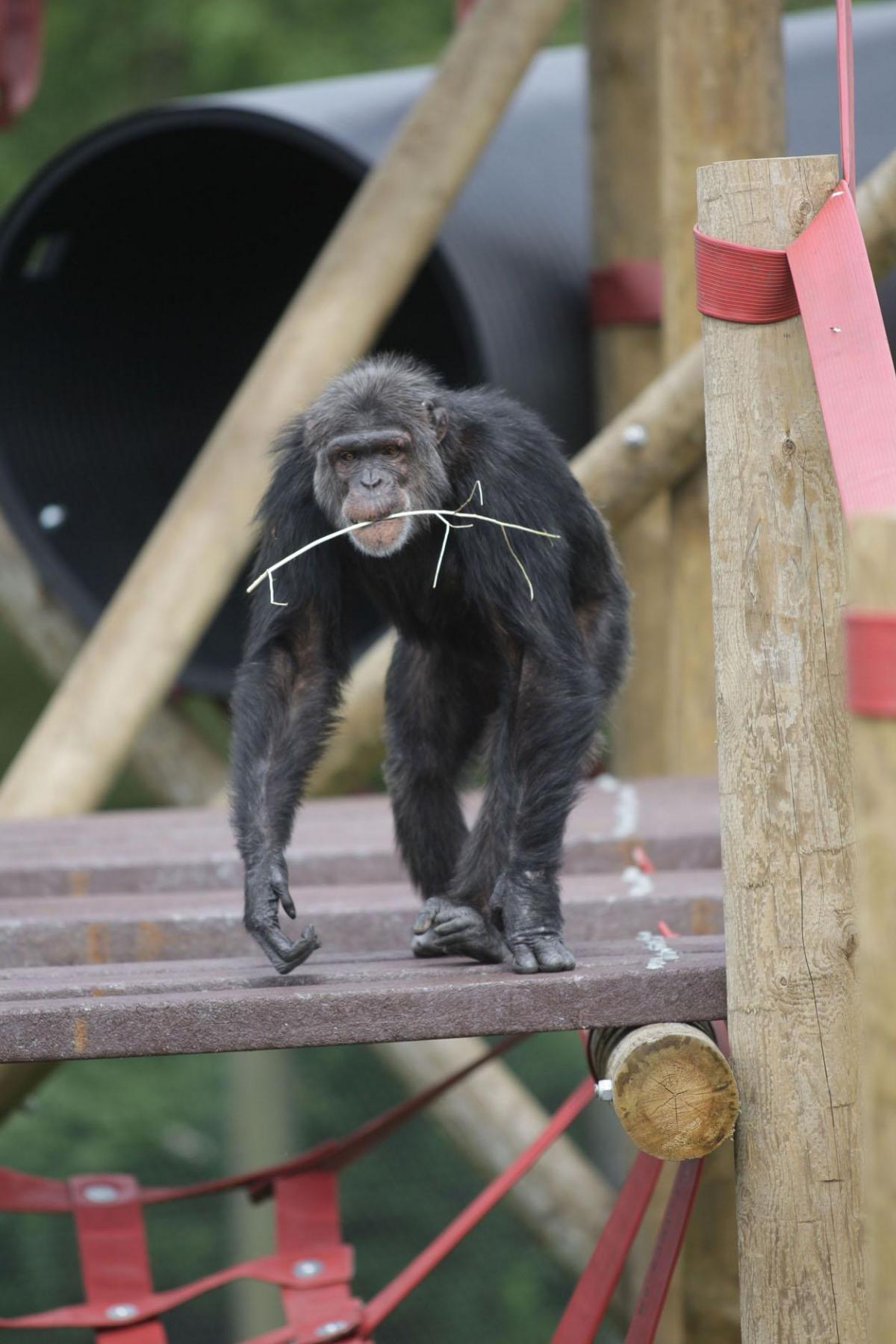Pictures of Monkey World, its residents and famous visitors through the years from the Daily Echo archives. 