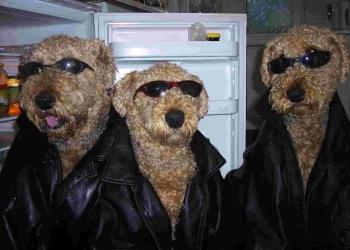 FONZTASTIC: Airedale Terriers Basil, Sybil & Hector