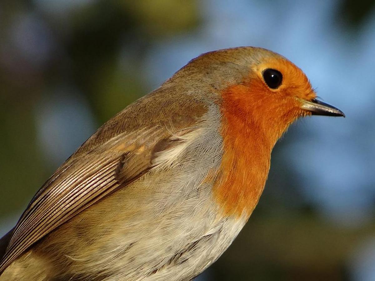 This Robin is a regular visitor in to my garden in Charminster Bournemouth taken by Christian Jorgensen.