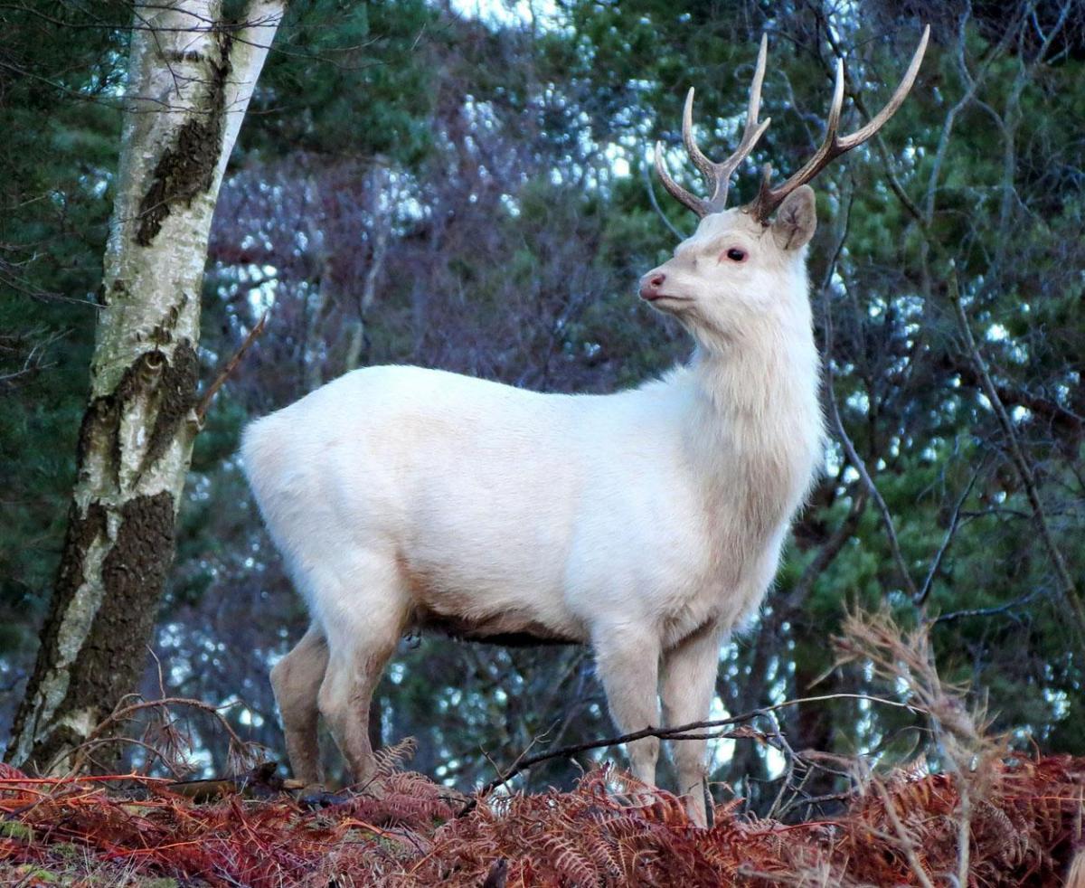 White Stag Sika Deer at Arne Nature Reserve taken by Simon Gregory.