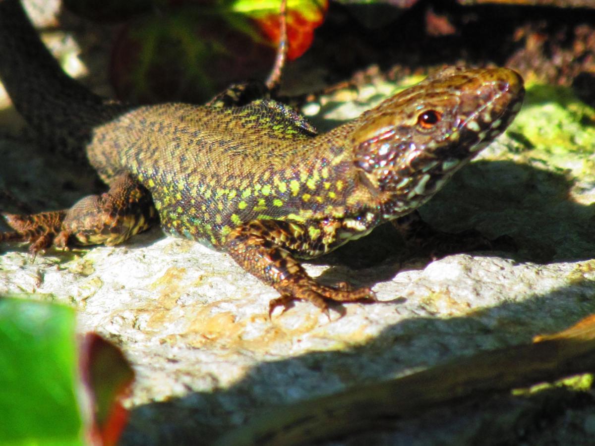 This Lizard said hello to the sun on the Cliff top Alumhurst Road taken by Susanne Otto.