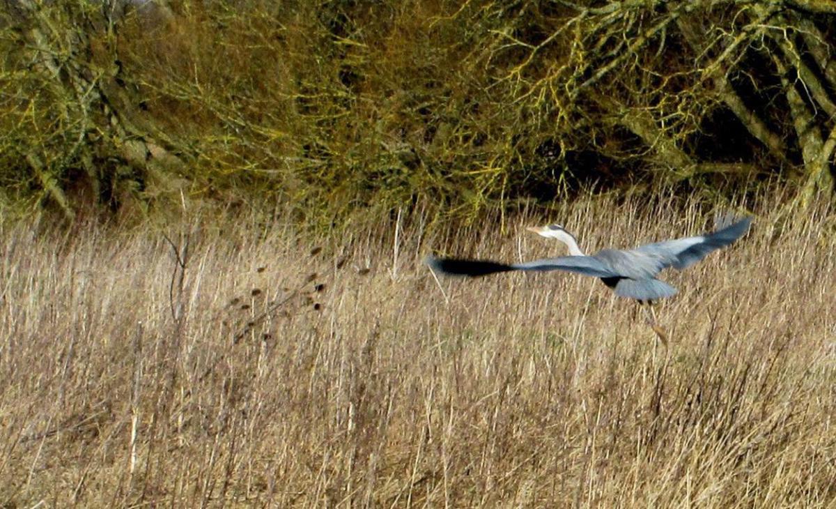 A heron taking off from the banks of the Stour at Iford taken by Richard Admas