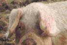 PIGS WHILE THEY'RE ALIVE: But 'pork' when they're dead