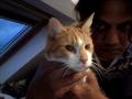 Bournemouth Echo: Marmalade Cat