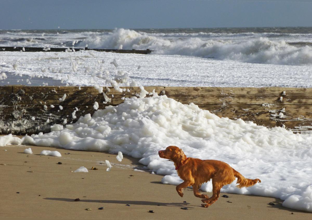 Spaniel Benjy chasing the swathes of spume on the beach at Southbourne