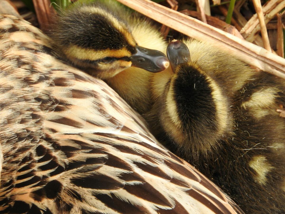 A couple of Swange spring ducklings which have hatched captured  by Gill Richards.