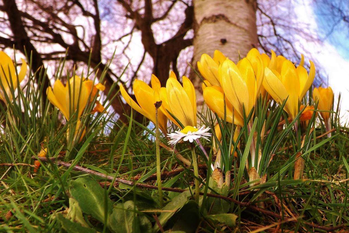 Spring  is on it's way Crocuses blooming at Swanage, taken by Robin Boultwood, Swanage.