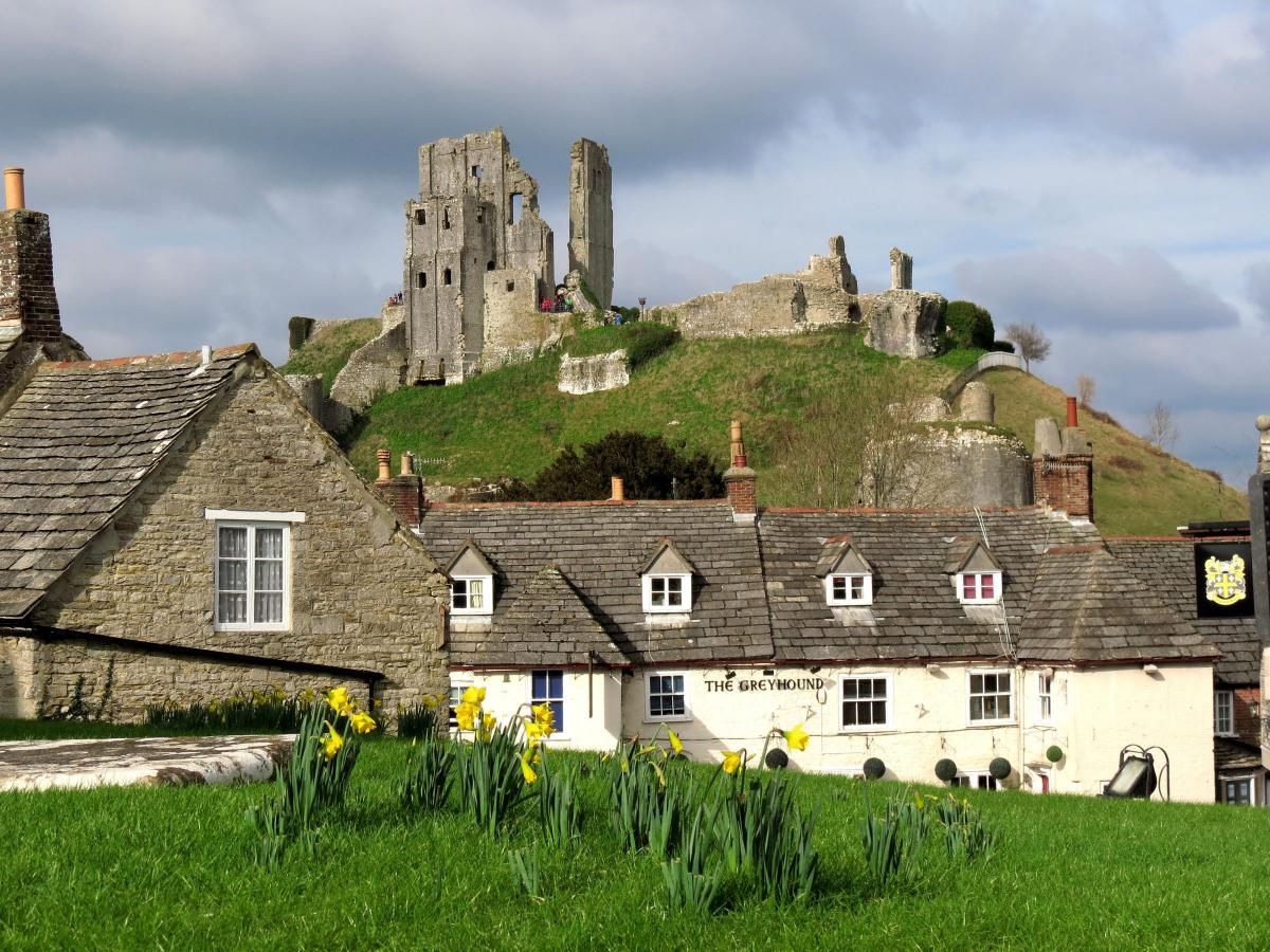 The Daffodils blooming at Corfe Castle  taken by Simon Gregory