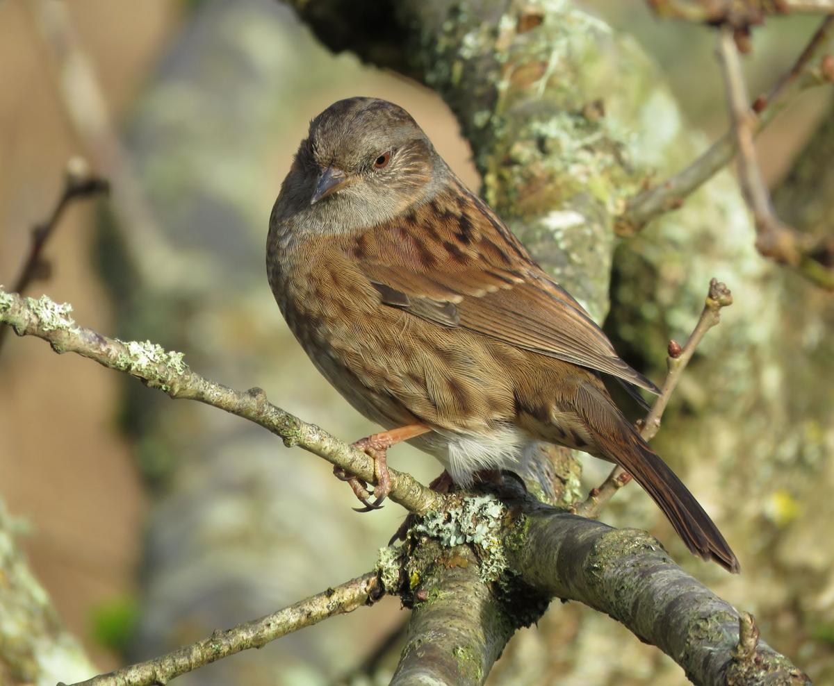 John Wareham of Poole captured this Dunnock in the area of Upton.