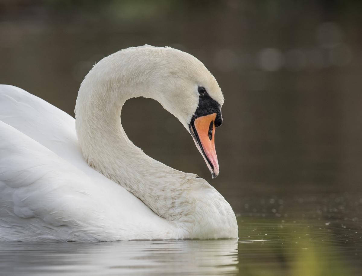 Swan photographed  by Mark Nicolaides on the River Stour
