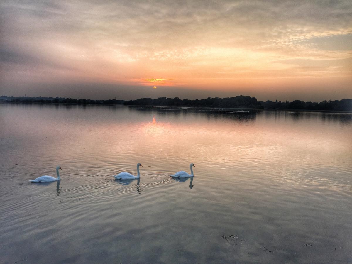 Swans glide on the sunset waters of  Holes Bay, Poole, taken by Maria Munn