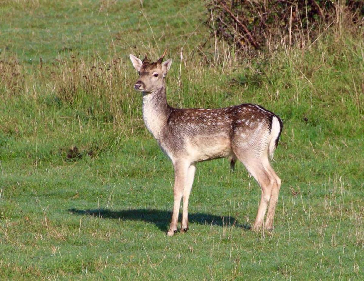 A fallow deer at Blashford Lakes taken by Connie Leicester