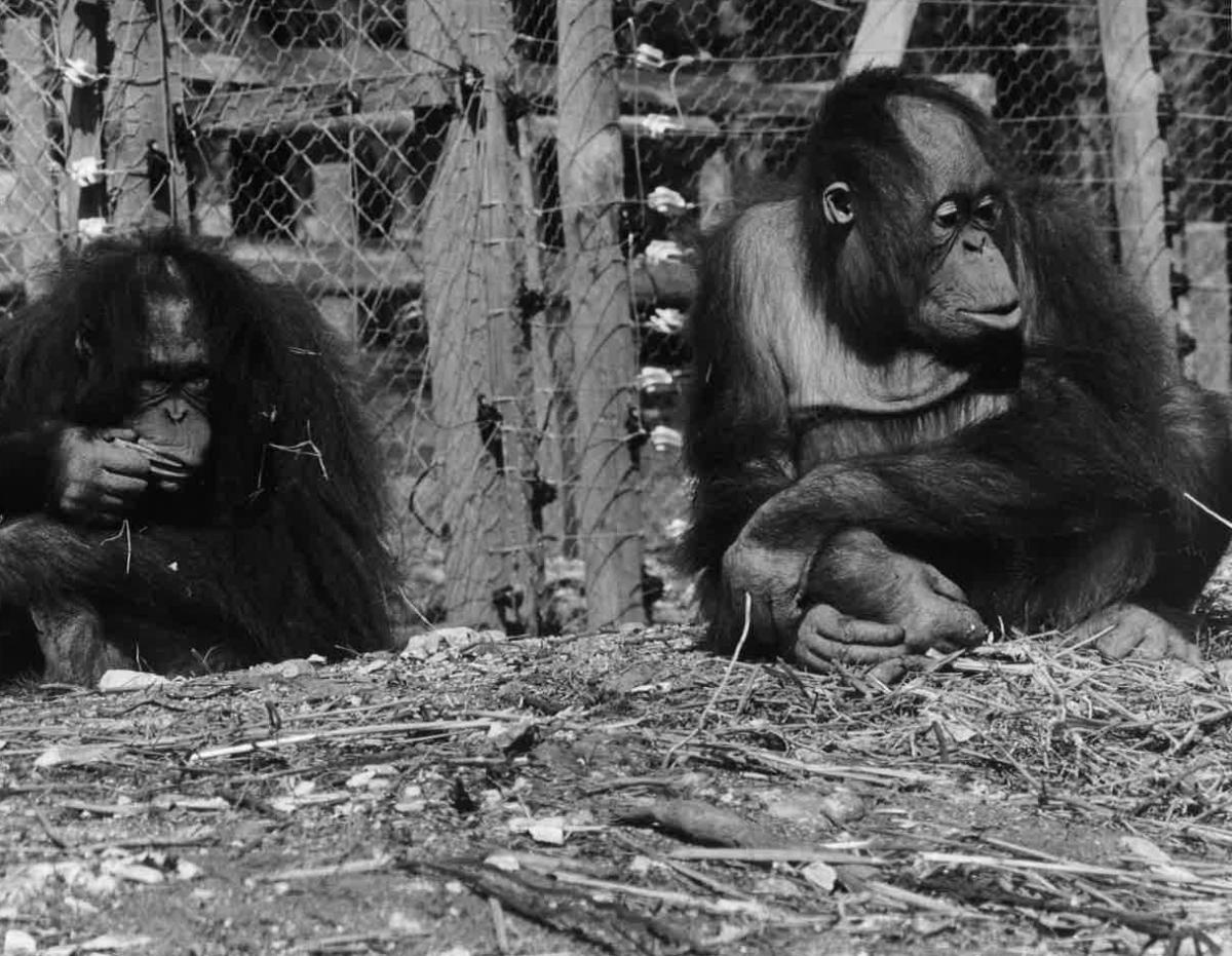 Pictures of Monkey World, its residents and famous visitors through the years from the Daily Echo archives.