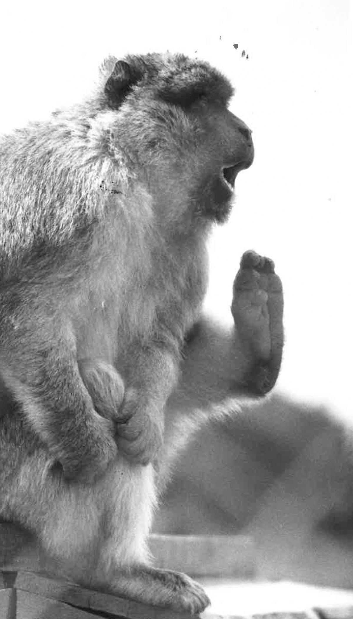 Pictures of Monkey World, its residents and famous visitors through the years from the Daily Echo archives.