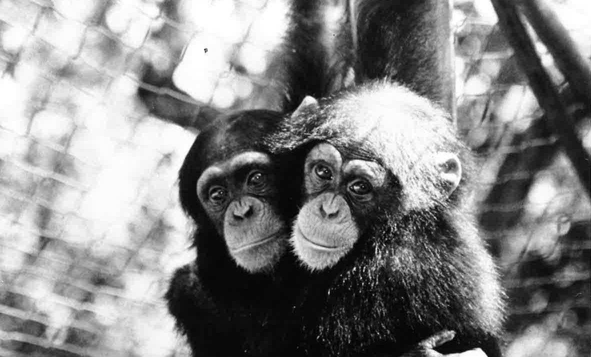 Chimps at Monkey World in 1992