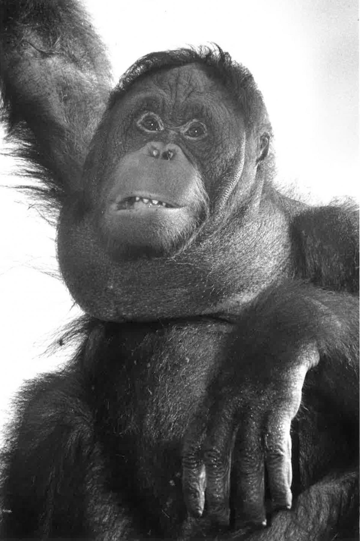 Banji the Orangutan at Monkey World in 1992