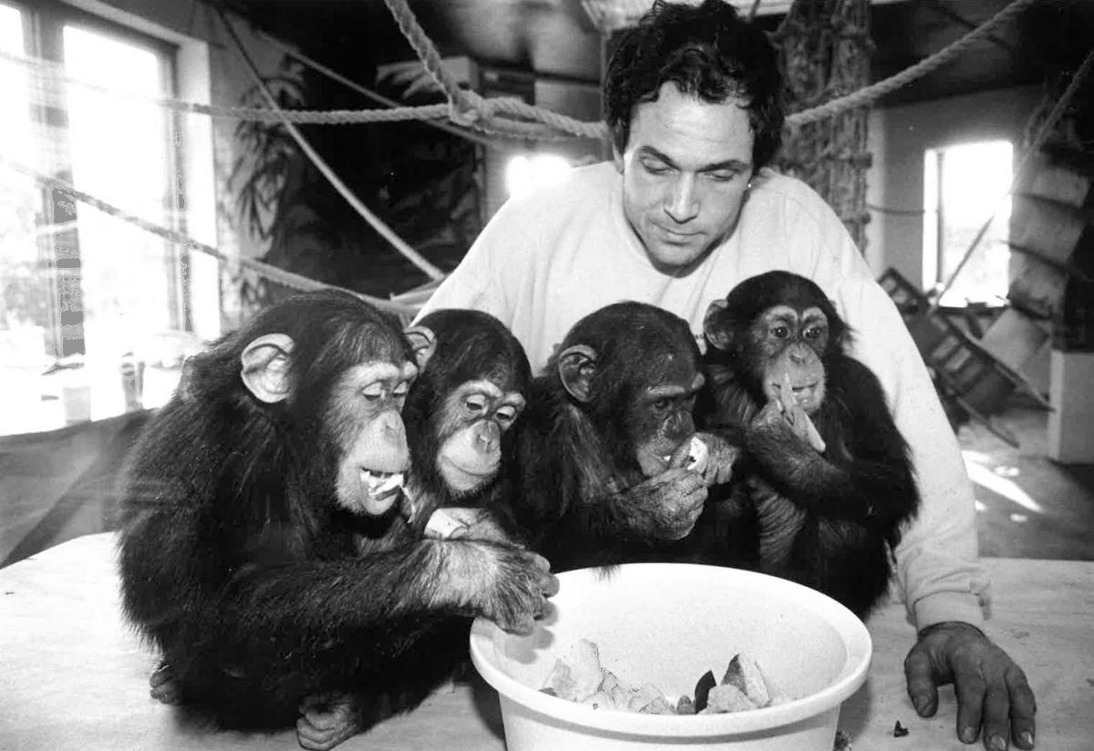 Baby chimps flown in from Spain in November 1992