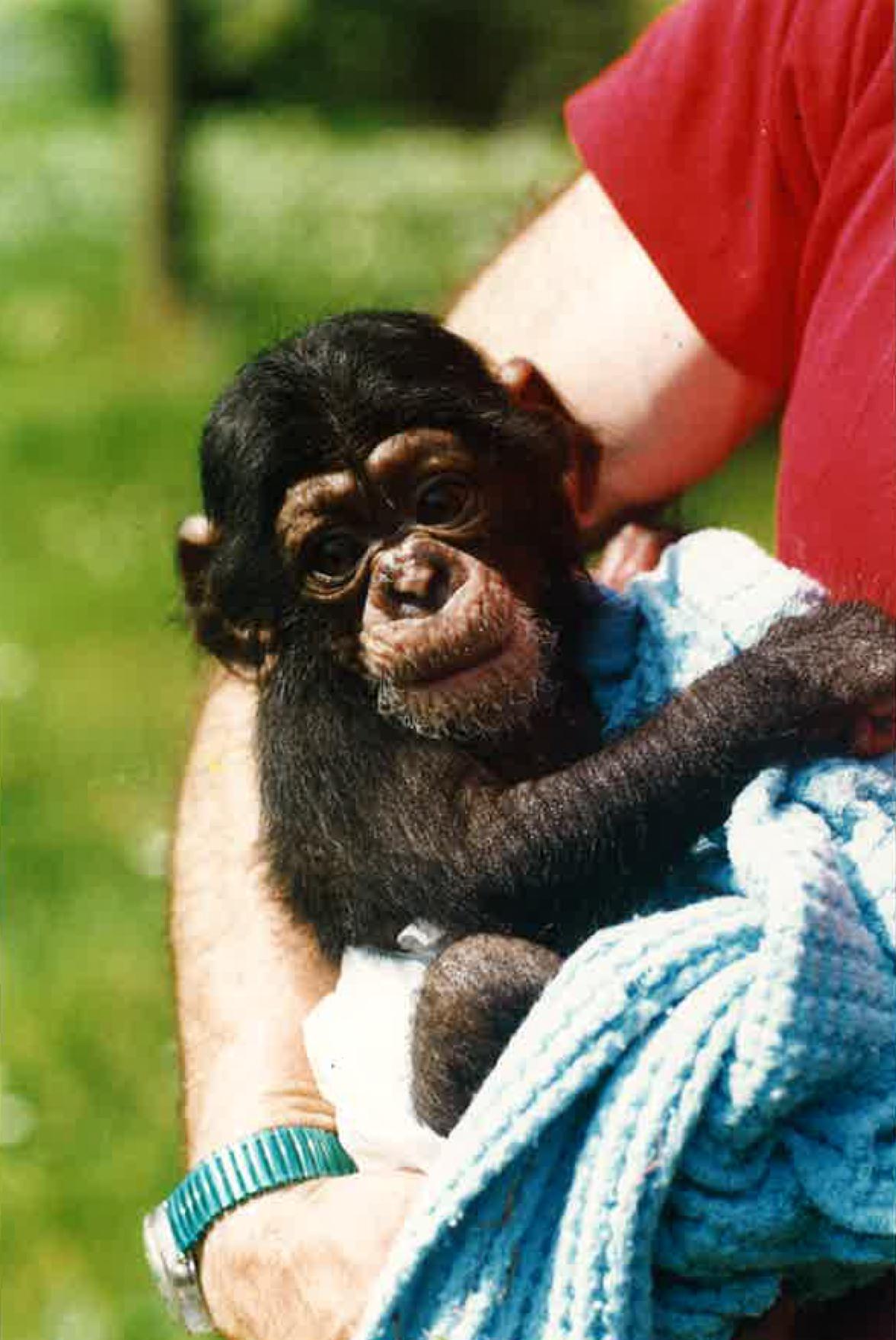 Monkey world in 1994