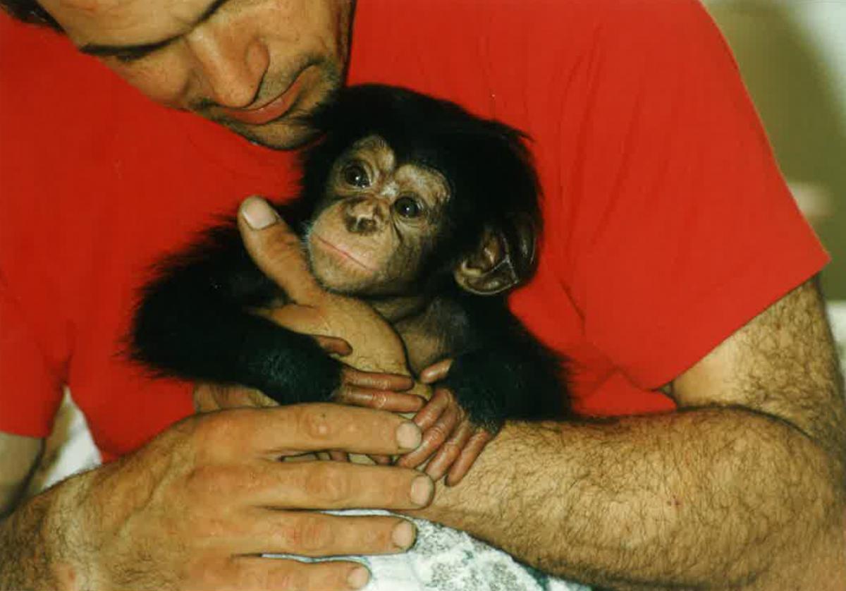 Baby chimp Jess in 1993
