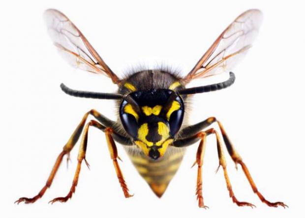 Bournemouth Echo: A wasp