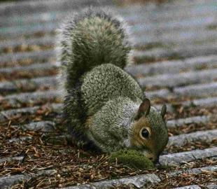 THREAT TO REDS: Grey squirrel